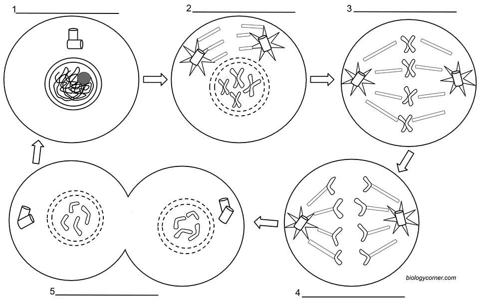 stages of mitosis diagram labeled