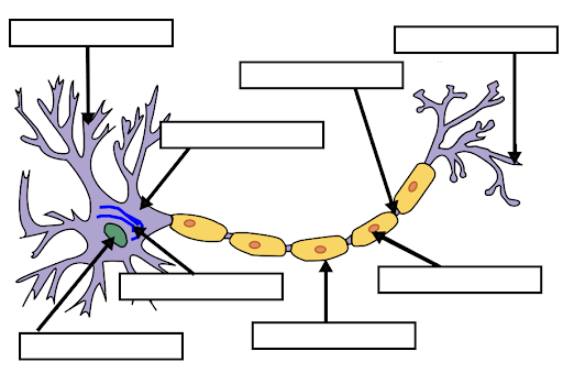 neuron