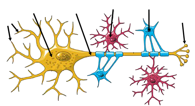 Bio 115-21 Neuron and Glia Drawings.docx - Biology 115: Organismal