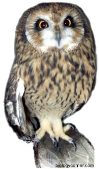 All About Owls: Pellets  While owls eat all of the bones and fur from  their prey, they don't digest it. Instead, they regurgitate a pellet. Learn  more about owl pellets with