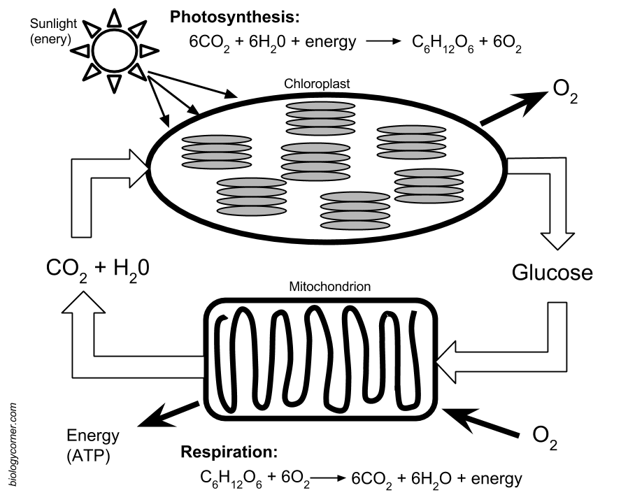 relationship between photosynthesis and cellular respiration cycle