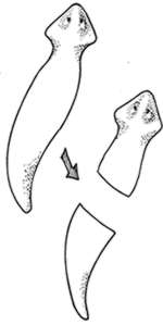 planaria drawing