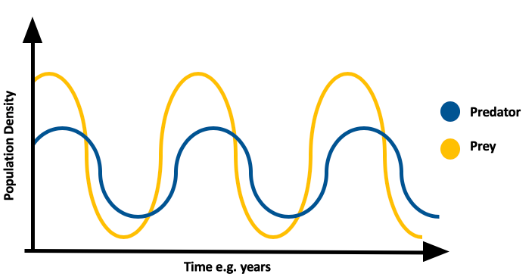 predator prey cycle