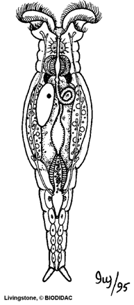rotifer