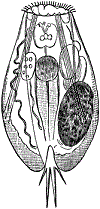 rotifer