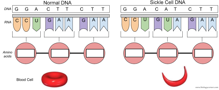 How To Solve The Amino Acid Error For Sickle Cell Hemoglobin Problems Cache Tutorials