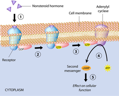 signal transduction