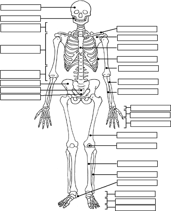 Body Skeleton Diagram Blank Seniorsclub It Circuit Supply Circuit Supply Seniorsclub It