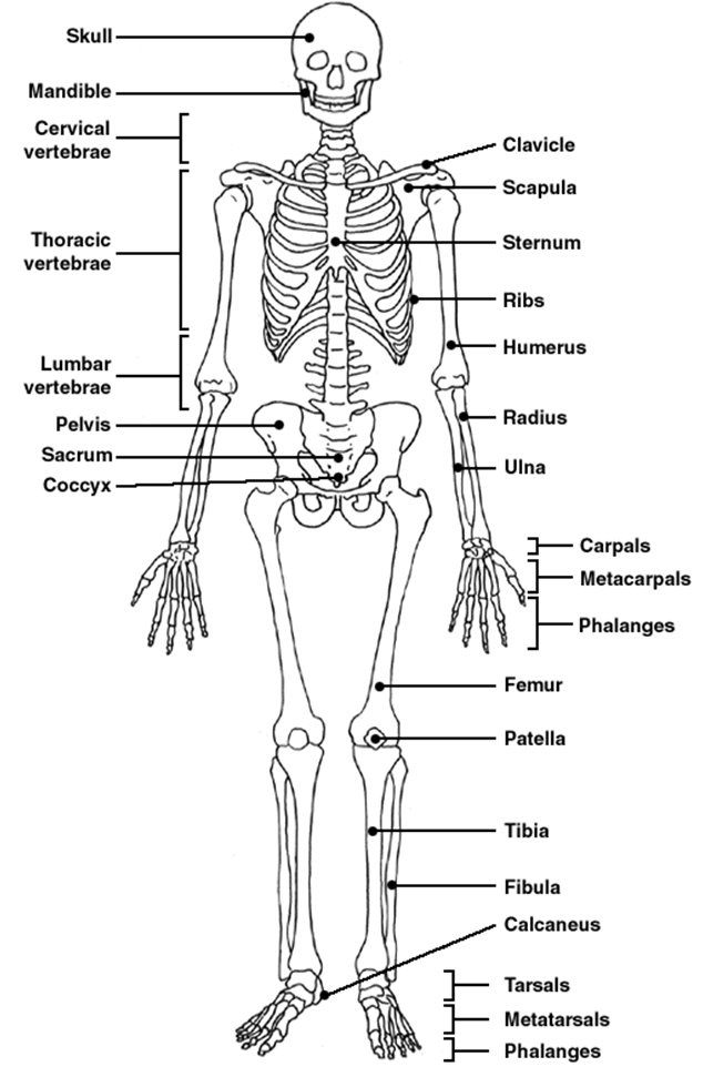 unlabeled skeleton