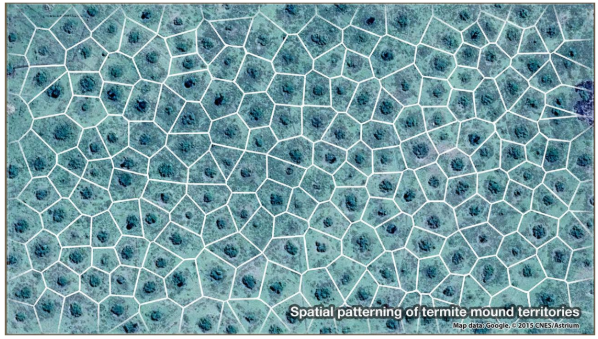 spatial patterning of termite mounds