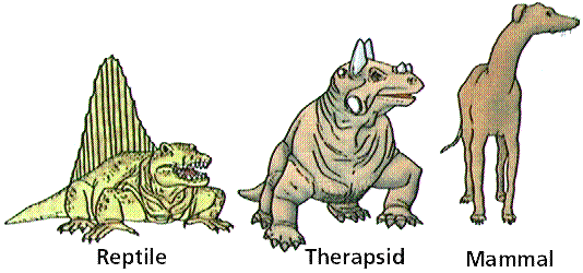 https://www.biologycorner.com/resources/therapsid.gif