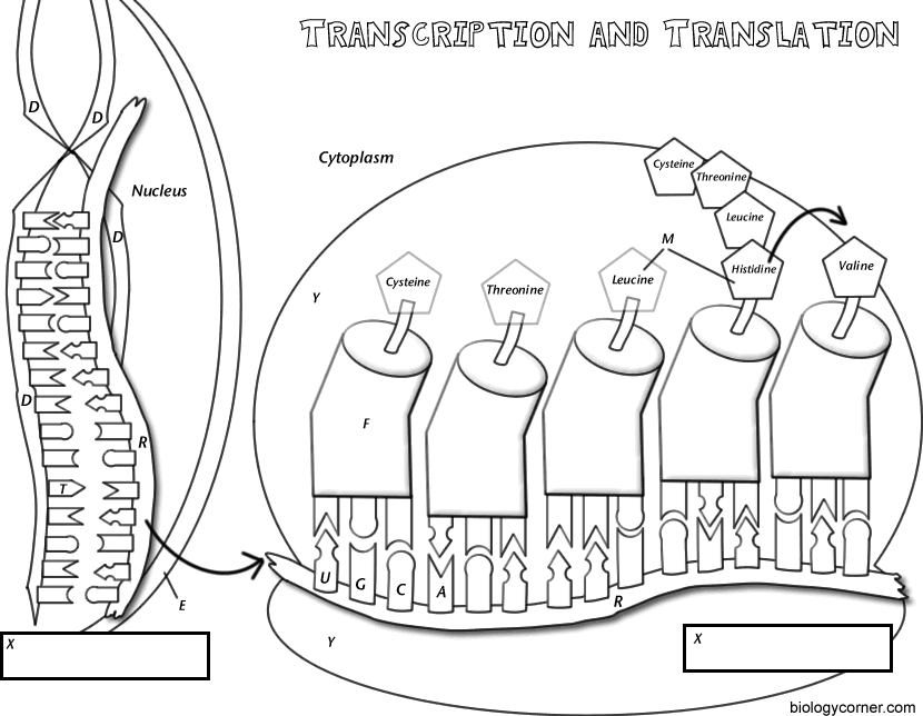 dna coloring transcription and translation