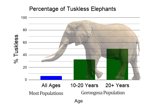 elephant graph