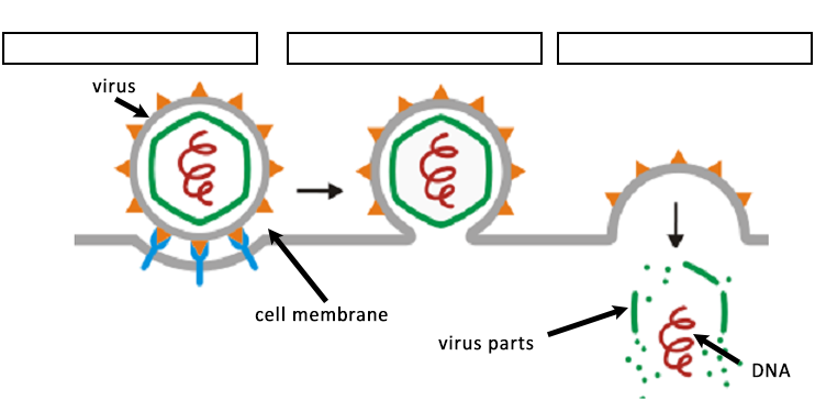 How Do Viruses Infect Cells A Coloring Guide