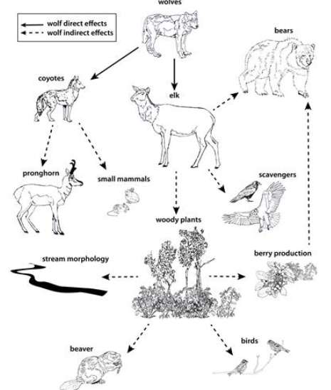 wolf trophic cascade