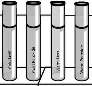 test tubes