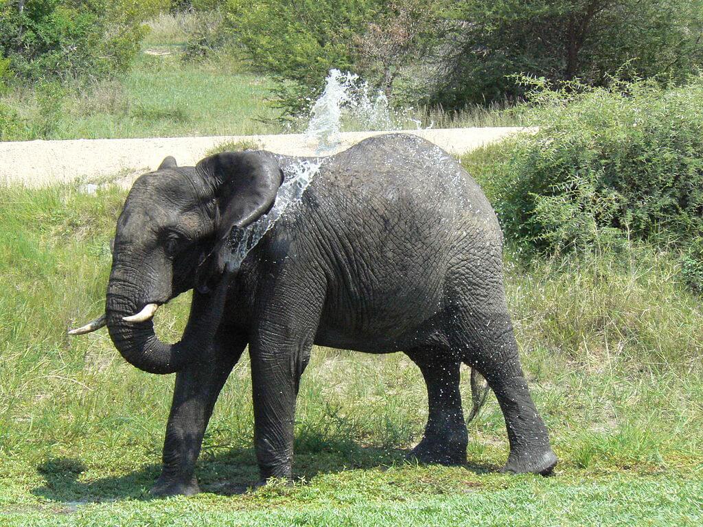 African Elephants in Gorongosa and Change Over Time