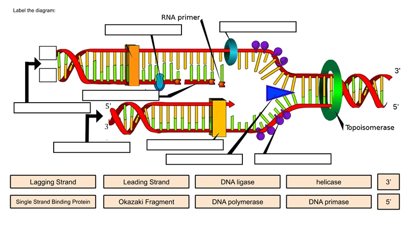 diagram and label a section of dna