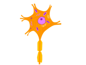 case study neurons and cell communication answer key