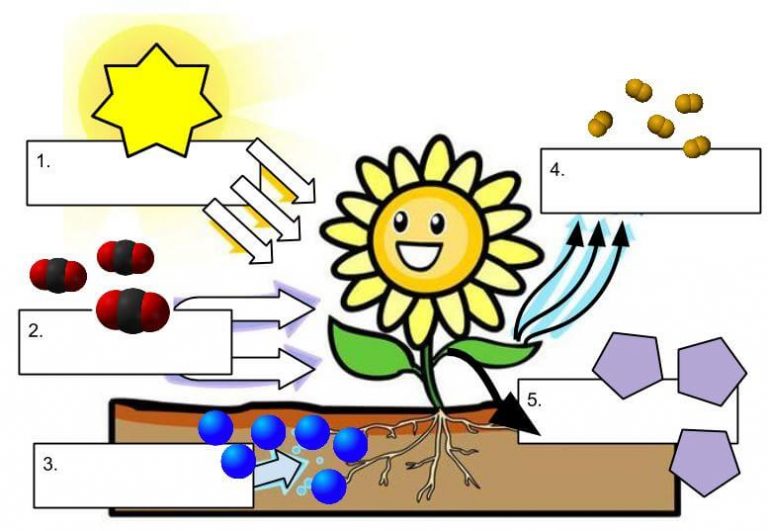 photosynthesis-label