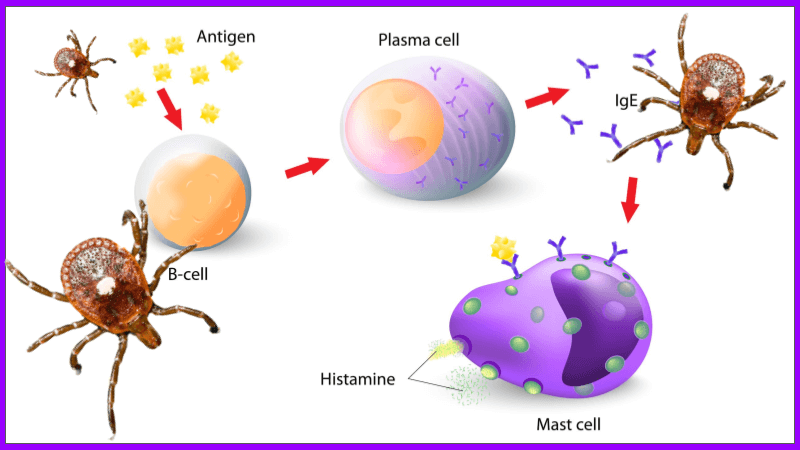 Exploring the Immune System with Alpha-Gal Syndrome