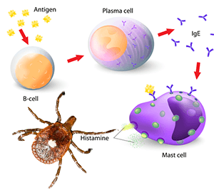 immune response