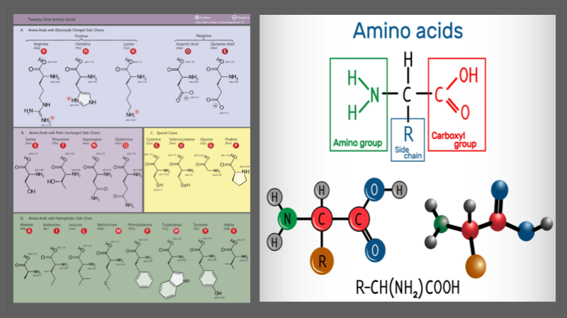 Amino Acid Card Sort – Classifying Groups