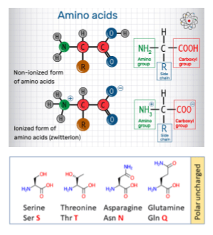 amino acids