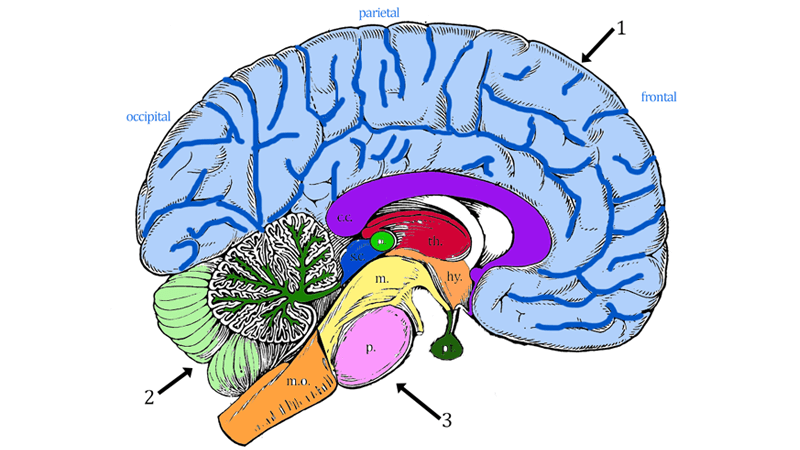 Brain Anatomy Coloring Page