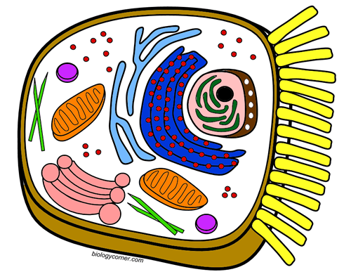 Animal Cell Coloring Diagram – Coloring Page Free