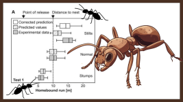 ant odometer