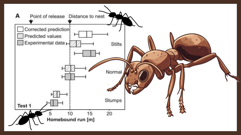 The Ant Odometer – Data Analysis