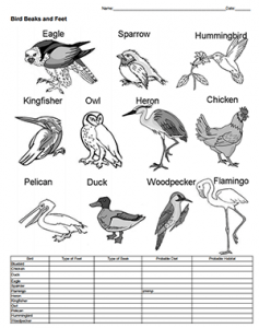 What Does a Bird's Beak Tell You About Its Diet?