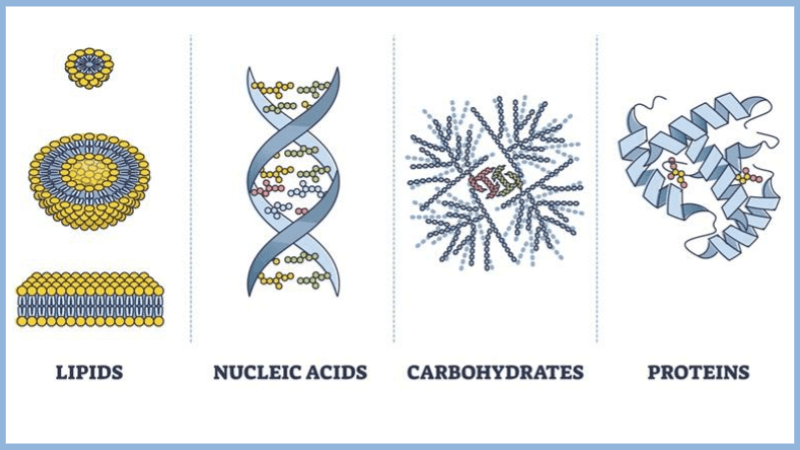 Biomolecules Practice and Reinforcement