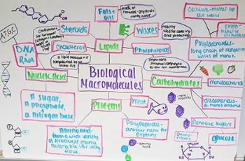 Student Created Concept Map Of Biomolecules