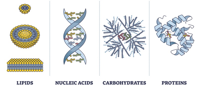 biomolecules, lipids, nucleic acids, carbohydrates, proteins