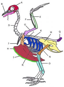 Comparing a Human and Avian Skeleton