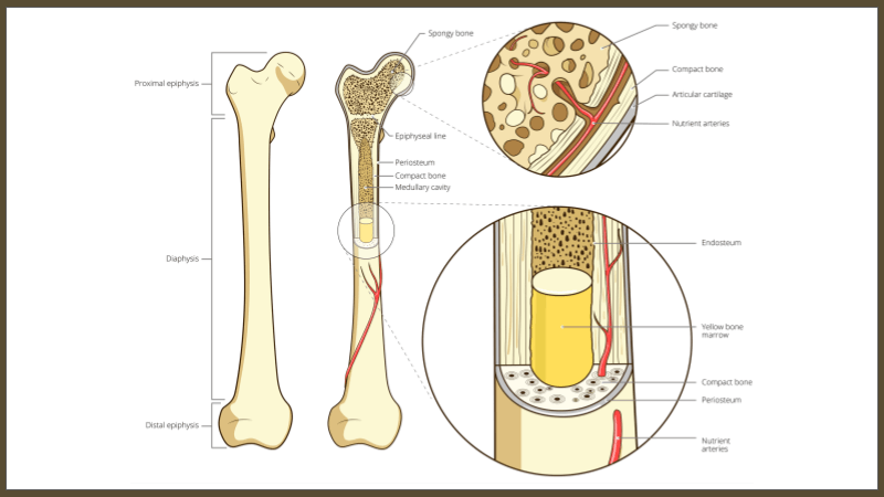 Bone Anatomy:  Activities for Students