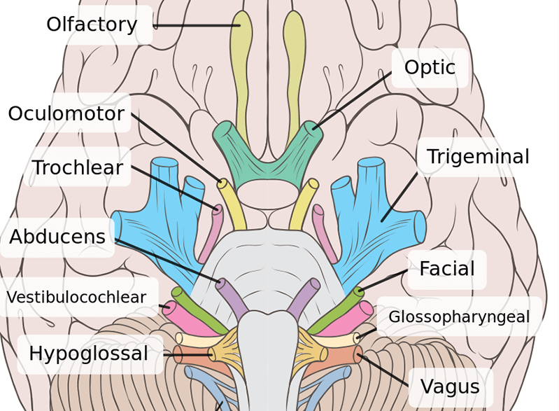 cranial nerves labeled diagram