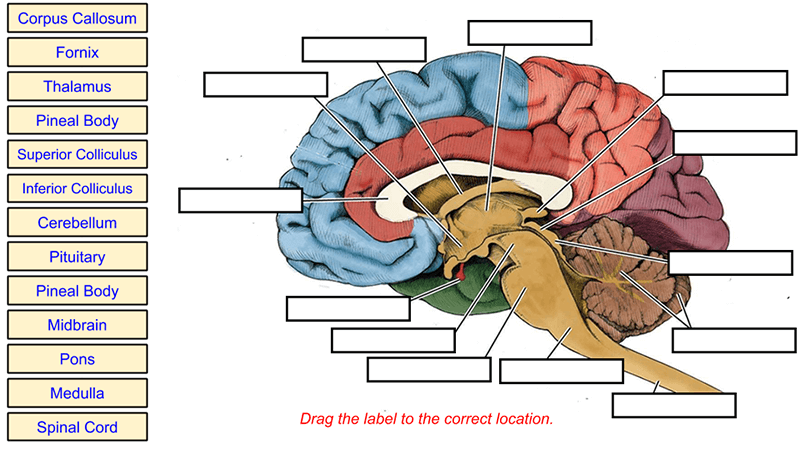 Human Brain.Multi-colored 3d Vector Drawing Illustration of Human Brain  Stock Image - Illustration of tumor, treatment: 106070115