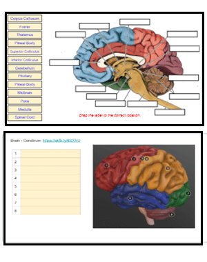 homework 2.0 label the brain