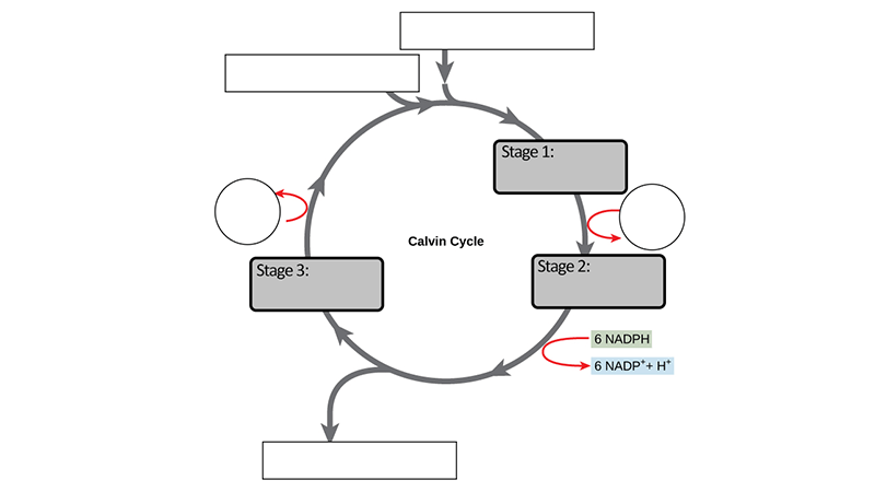 calvin cycle blank diagram