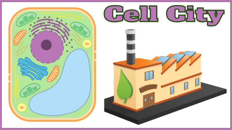 A Journey Through the Cell