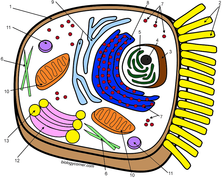 animal cell coloring labeled