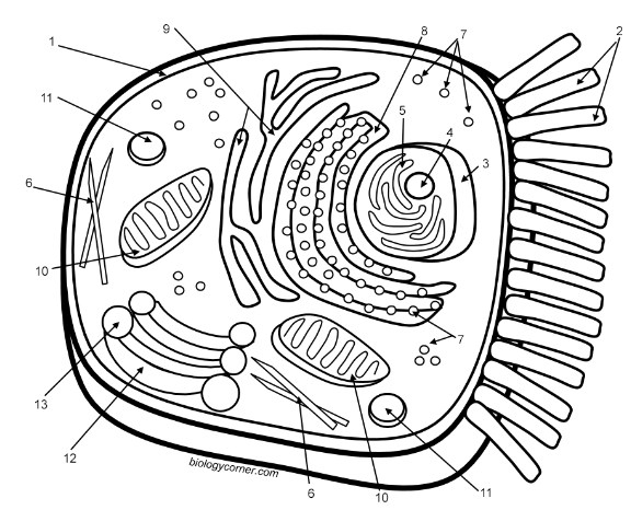 Color the Cell and Learn the Functions of the Organelles