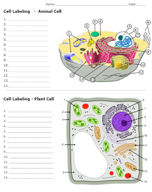 Cells Alive Animal Cell Part 1 Diagram