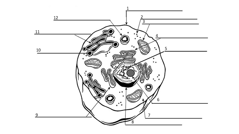 unlabeled eukaryotic animal cell