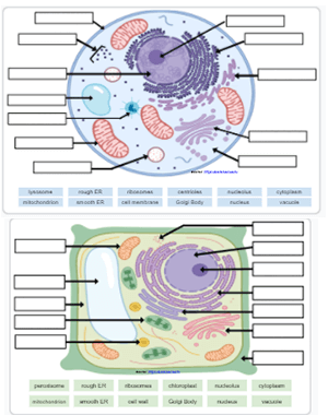 Label the Cell Using Google Slides