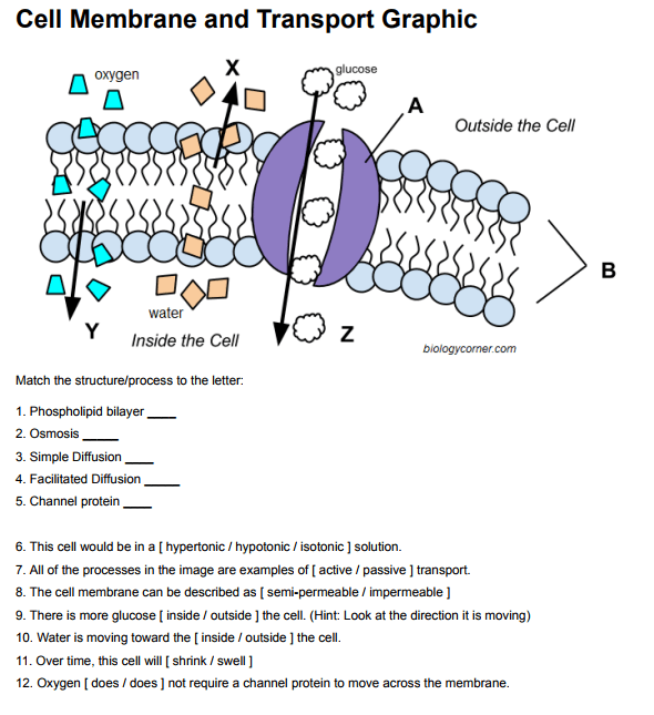label-a-graphic-on-the-cell-membrane-and-transport