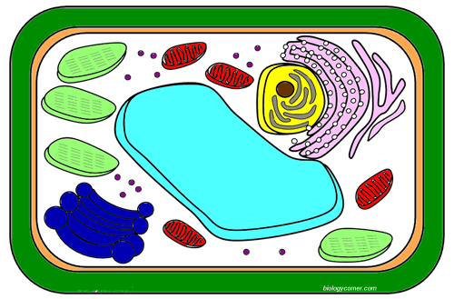 cell | | The Biology Corner